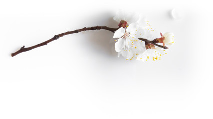 branch of a blossoming cherry on a white background