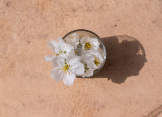 Obraz na płótnie Canvas white flowers on sand