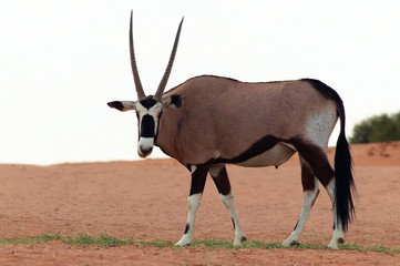 Wild african animal. Lonely Oryx walks through the Namib desert