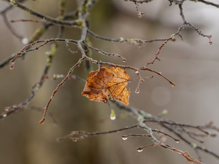 Single leaf on tree in autumn with raindrops