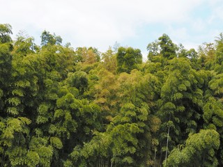 Fototapeta premium 竹林