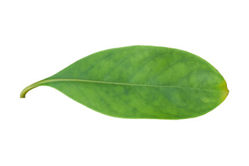 Fototapeta na wymiar Green leaf isolated on white background. Object with clipping path.