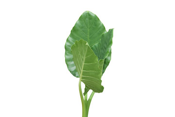 Green tropical leaf isolated on white background with clipping path. Elephant Ear