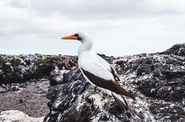 Bird-watching adult Nazca Booby on the rocky coastline of the Galapagos Islands, Ecuador