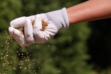 A female gloved hand sows grass seeds. Lawn installation.