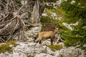 Chamois