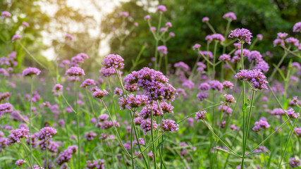 Field of purple petals of Vervian flower blossom on green leaves, know as Purpletop vervian or verbena, medicine herbs, plant in a Verbenaceae family and called Verbena bonariensis in botanical name