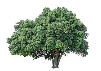 Big greenery Holly oak tree isolated, an evergreen leaves plant di cut on white background with...