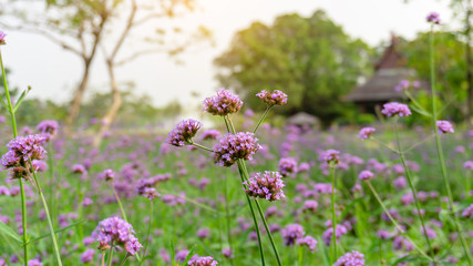 Obraz premium Field of purple petals of Vervian flower blossom on green leaves know as Purpletop vervian or verbena, medicine herbs, plant in a Verbenaceae family and called Verbena bonariensis in botanical name