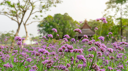 Obraz premium Field of purple petals of Vervian flower blossom on green leaves know as Purpletop vervian or verbena, medicine herbs, plant in a Verbenaceae family and called Verbena bonariensis in botanical name