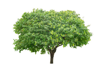 Single green tree isolated,  an evergreen leaves plant die cut on white background with clipping path