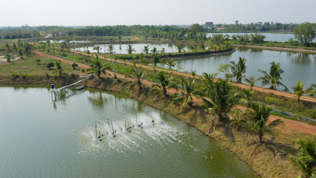 Aerial view from flying drone of Fish pond, fish farm