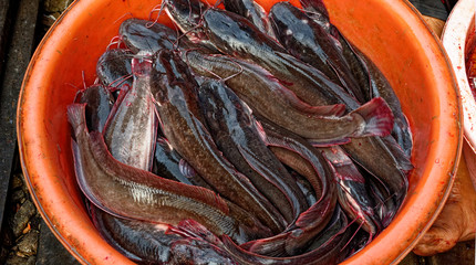 Catfish in street fresh market