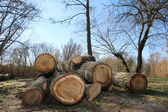 pile of logs in forest