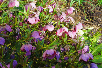 Purple hellebore flower of the helleborus hybridus (Christmas or Lenten rose) growing  in the spring garden