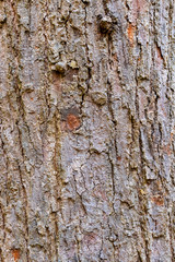 Closeup Tree Bark Texture For Background  , Old Wood Tree background surface  natural pattern