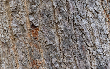 Closeup Tree Bark Texture For Background  , Old Wood Tree background surface  natural pattern