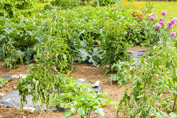 pretty little flower garden in the countryside filled with varied vegetables under the summer sun