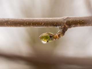 Tree branch with a raindrop and reflection