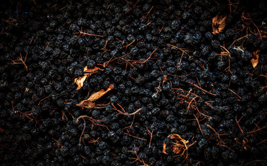Tea leaf black background