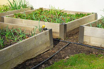 Green herbs growing in raised bed container vegetable garden in spring