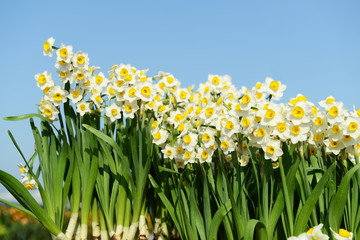 narcissus blooming for chinese new year