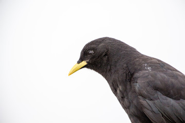 Black raven sitting on a mountain wood
