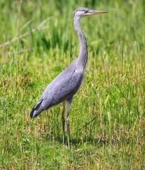 heron in habitat