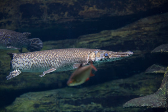 Close-up of longnose gar with bright blue eyes and long nose.   Fish in an aquarium underwater.