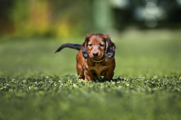 dachshund puppy posing on grass