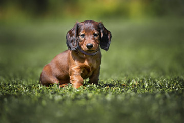 long haired dachshund puppy sitting on grass