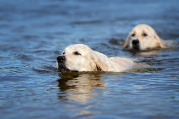 two golden retriever dogs swimming in the river