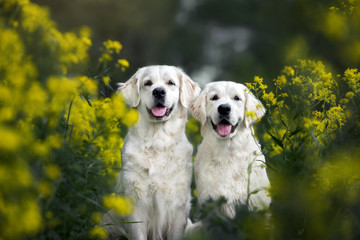 two happy golden retriever dogs posing together outdoors