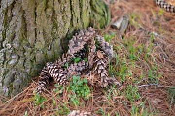 Fir cones lie on the ground