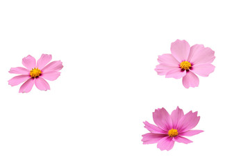 Beautiful three pink cosmos flower isolate on a white background.