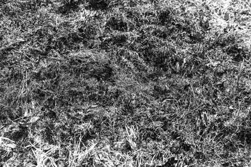 Grass that was burned on the ground