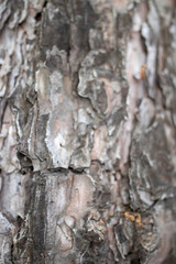 아름다운 나무껍질-디자인 배경화면