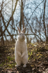 White rabbit in the forest