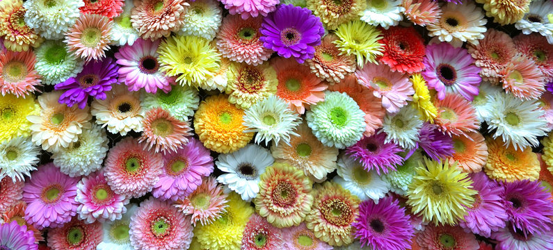 Flowers wall background with amazing red,orange,pink,purple,green and white gerbera flowers ,Wedding decoration, hand made Beautiful flower wall background 