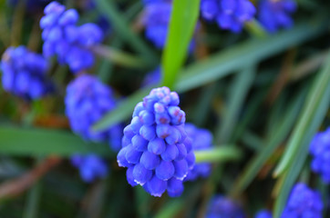 blue flowers on green background