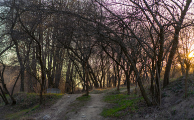 Fototapeta na wymiar Sunset on the background of trees in the forest