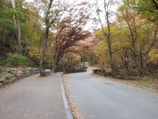 road in autumn