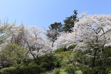 ソメイヨシノの風景