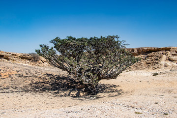 Natural Park of Frankincense Tree in Wadi Dawkah near Salalah Dhofar in Oman on Arabian Peninsula