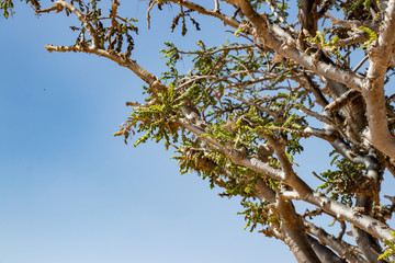 Natural Park of Frankincense Tree in Wadi Dawkah near Salalah Dhofar in Oman on Arabian Peninsula