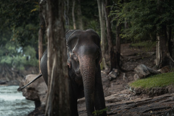 An elephant in a forest in Laos