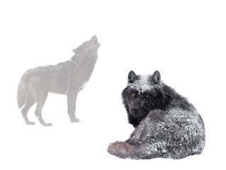 Canadian wolf lies on the background of a howling wolf isolated on a white