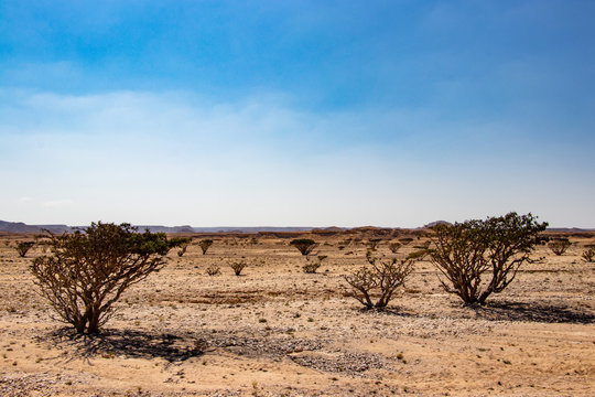 Natural Park of Frankincense Tree in Wadi Dawkah near Salalah Dhofar in Oman on Arabian Peninsula