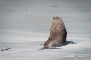 Sea ​​lion alone on a beach in new zealand
