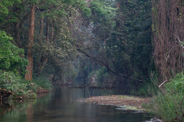 beautiful water stream in the forest